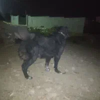 سگ قدرجان|سگ|کرمانشاه, |دیوار