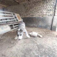 حیوانات|سگ|مشهد, میان ولایت|دیوار