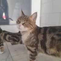 دو تا توله گربه با مادر|گربه|حمیدیا, |دیوار