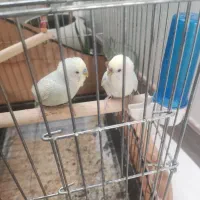جفت مرغ عشق رینبو|پرنده|کرج, شهرک پردیسان|دیوار