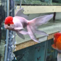 فروشگاه آکواریوم فیشلند