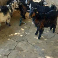 ۵ عدد بیگ چاق داشتی وکشتی|حیوانات مزرعه|مسجد سلیمان, |دیوار