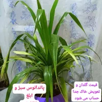 گل وگیاه|گل و گیاه طبیعی|رامهرمز, |دیوار