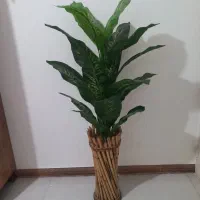 درخت بزرگ قیمت ۳تومن