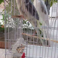 عروس هلندی|پرنده|اصفهان, خواجو|دیوار