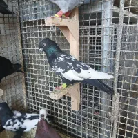 کفتر