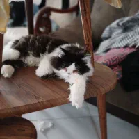 گربهی پرشین|گربه|سبزوار, عظیمیان|دیوار