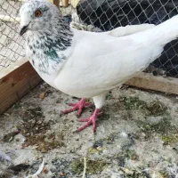 کفتر|حیوانات|خرمشهر, |دیوار