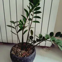 گل طبیعی