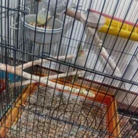 این دوتا  عروس. خوشگل فروشی هستن