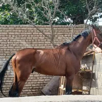 اسب فروشی|اسب و تجهیزات اسبسواری|تربتحیدریه, ده پائین|دیوار