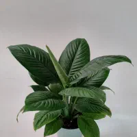 فروش گل آپارتمانی، عمده و جزئی|گل و گیاه طبیعی|ورامین, شهرک ولیعصر|دیوار