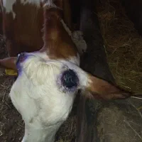 سم تراشی و شاخ بری گاو و گوساله