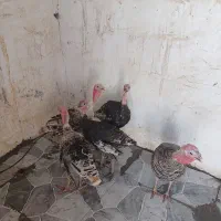 بوقلمون