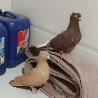 دوجفت کبوتر