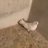 کبوتر|پرنده|دهگلان, |دیوار