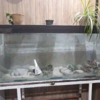 اکواریوم شیشه سکوریت چسب خارجی ۷۰ سانت در ۱۵۰|لوازم جانبی حیوانات|بجنورد, |دیوار