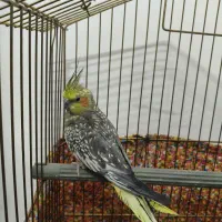 عروس هلندی|پرنده|قم, باغ کرباسی|دیوار