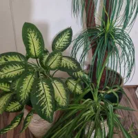 گلدان نخل ودیفن باخیا