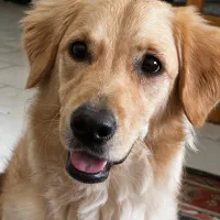 واگذاری گلدن رتریور