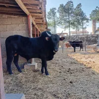 ورزا کوله راش کچل