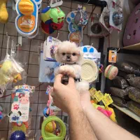 شیتزو مینی سفید|سگ|کرج, شهرک بنفشه|دیوار