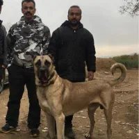 ۳ عدد سگ سرابی سطح یک|سگ|بندرعباس, |دیوار