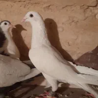 کفتر سفید آلمانی|پرنده|گلبهار, شهر جدید گلبهار|دیوار