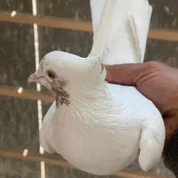 کفتر|پرنده|ورامین, ورامین|دیوار