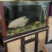 فروش آکواریوم ۱۰ میل با تمام وسایل و تجهیزات|ماهی|شهرکرد, |دیوار