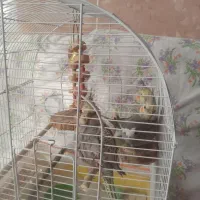 عروس هلندی نروماده