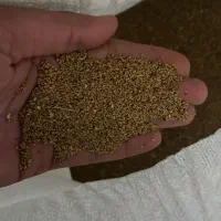 درود. بذریونجه درجه یک. بوجاری شده