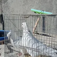 کبوتر ارزان|پرنده|سامان, |دیوار