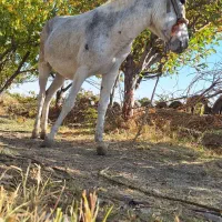 الاغ جوان|حیوانات مزرعه|خمین, |دیوار