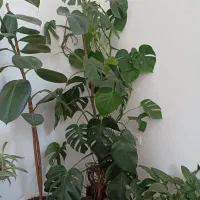 گل های برگ انجیری