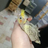 ۴ عدد جوجه مرواریدی سرلاکی سالم و سرحال