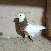 نر طوقی|پرنده|فلاورجان, |دیوار