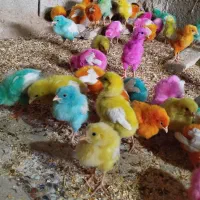 جوجه|حیوانات مزرعه|شباب, |دیوار