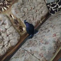 کبوتر|پرنده|تبریز, |دیوار