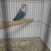 طوطی برزیلی