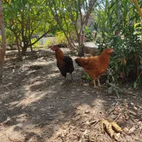 مرغ و خروس و جوجه