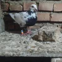 کبوتر المانی