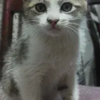 واگذاری بچه گربه نر|گربه|مشگین شهر, |دیوار