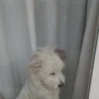 واگذاری غیر رایگان