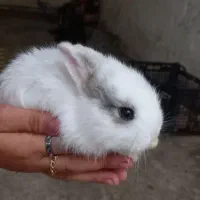 خرگوش ۳۰۰ t