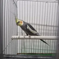 عروس هلندی نر آوازخوان