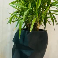 گل بونسای و یوکا جفت|گل و گیاه طبیعی|تهران, یاخجی آباد|دیوار