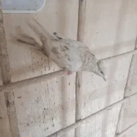 کبوتر رنگی