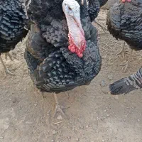 بقلمون رسمی جنس انگلیسی.|حیوانات مزرعه|همدان, |دیوار