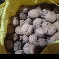 گردوی بوانات